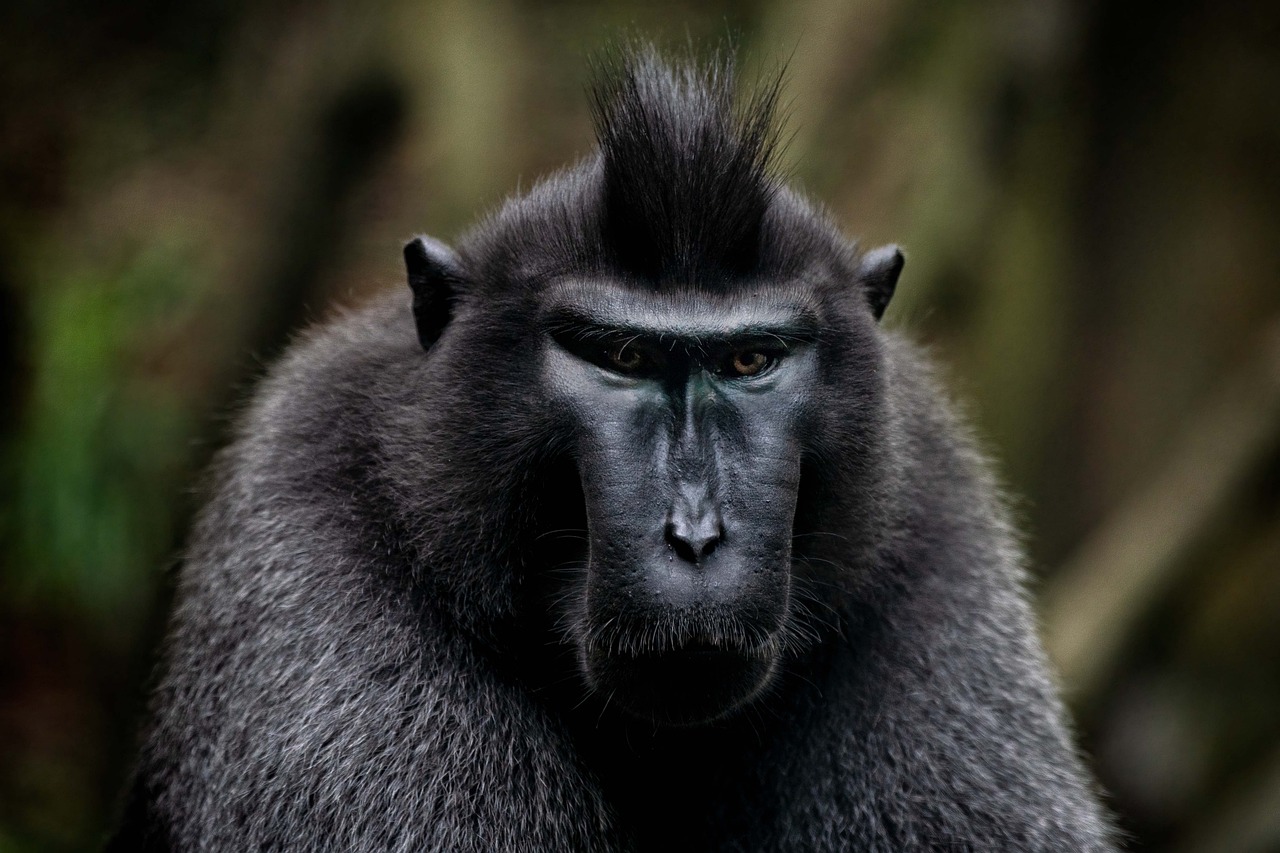 Top 10 Most Expensive Bored Ape Yacht Club NFTs Ever Sold