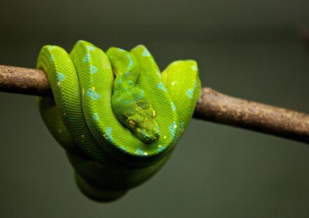 Dialogflow Python Jarvis AI