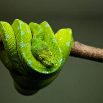 Dialogflow Python Jarvis AI