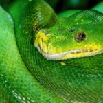 python circular color gradient example