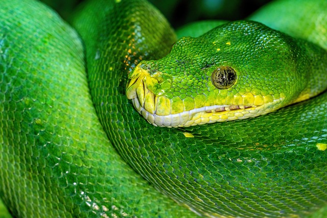 Python code for a machine learning model integrated with a mobile backend