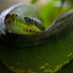 Python developer skills roadmap