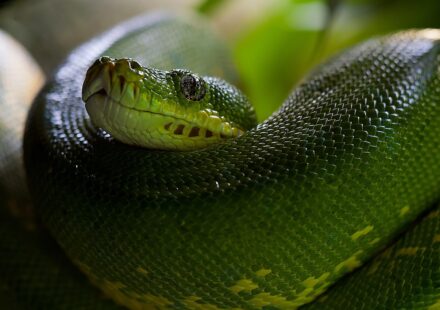 Python developer skills roadmap
