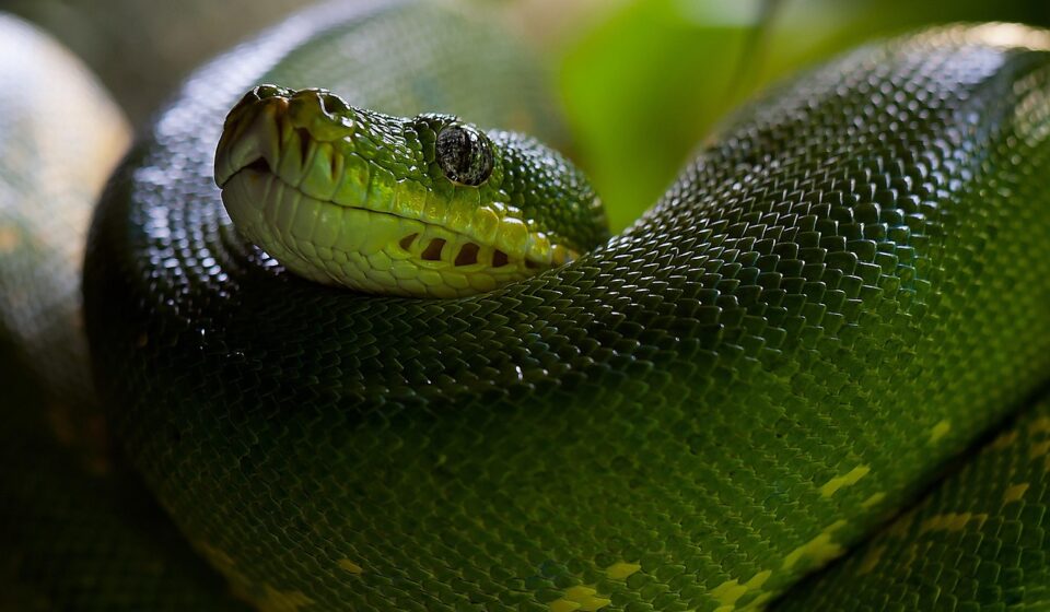Python developer skills roadmap