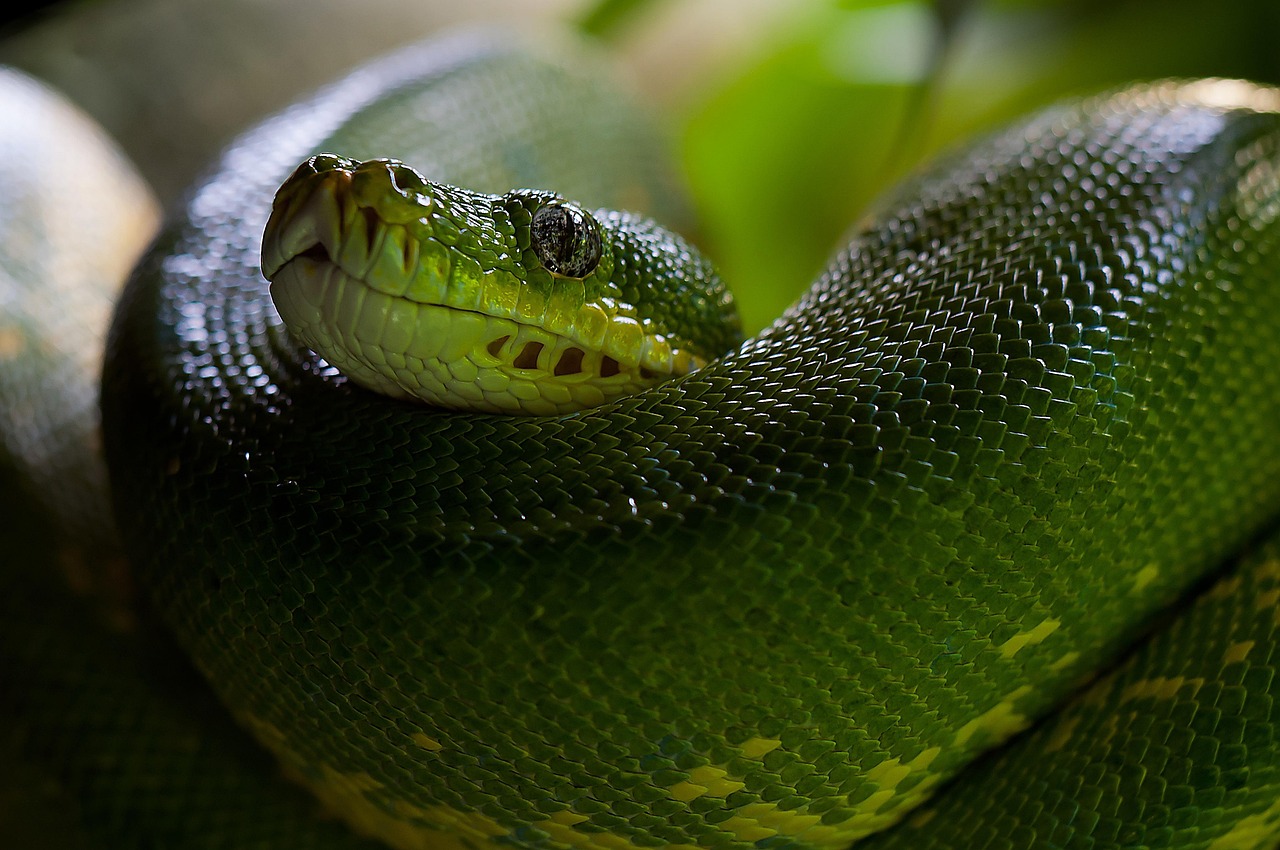 Top Python Developer Skills You Must Have