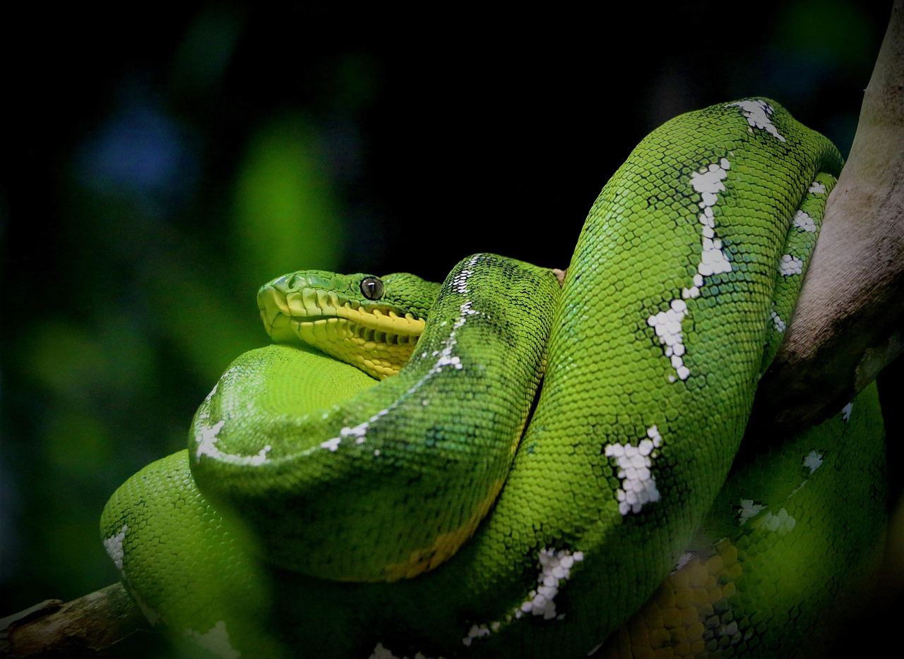 What Is Enumerate In Python? Your Essential Guide