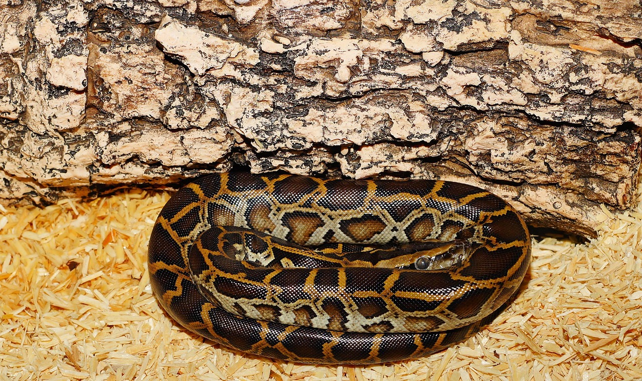 Python Print to File & Console: A Guide