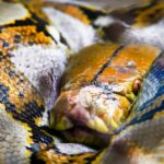 quantum computing python