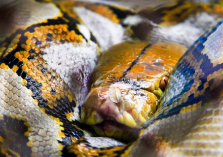 quantum computing python