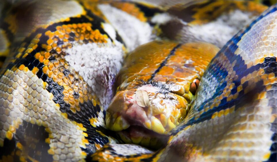 quantum computing python