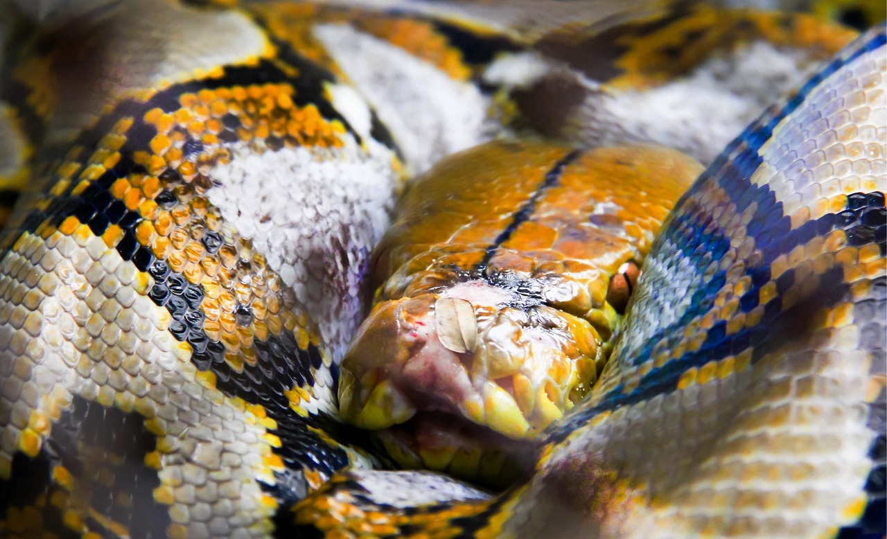 How To Implement D-Wave Qbsolv In Python: A Guide
