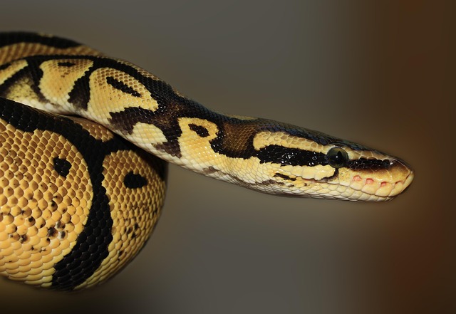 Close-up view of a yellow and black python snake