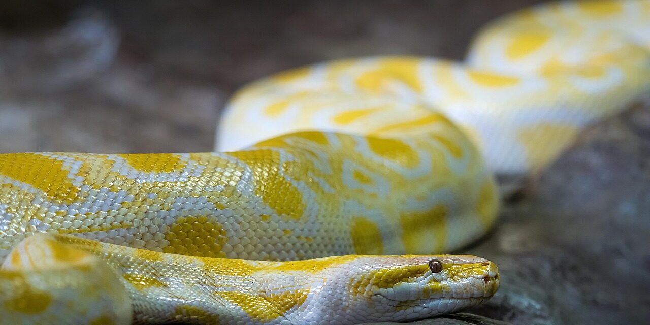 online python editor code