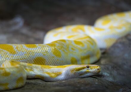 online python editor code