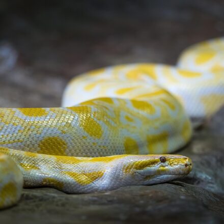 online python editor code