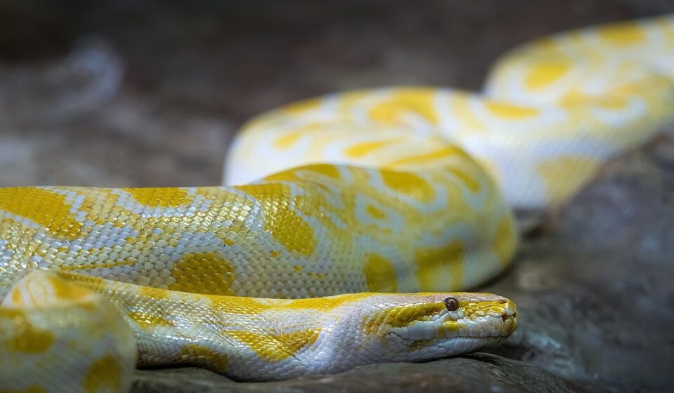 online python editor code