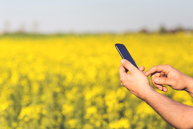 Hands holding and using a smartphone outdoors in a yellow field
