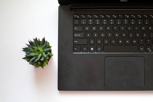 Top-down view of a black laptop keyboard and a small plant